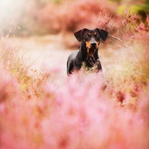 Hundefotografie Susannehelling Deutscher Pinscher