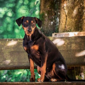 Hundefotografie Susannehelling Deutscher Pinscher