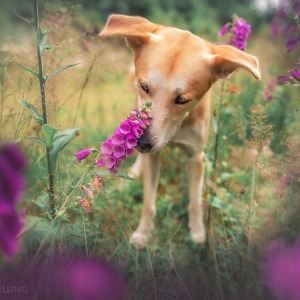 Hundefotografie Susannehelling Mischling