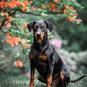 Hundefotografie Susannehelling Deutscher Pinscher