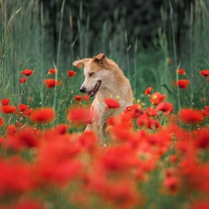 Hundefotografie Susannehelling Mischling