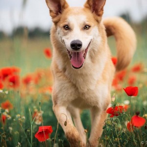 Hundefotografie Susannehelling Mischling