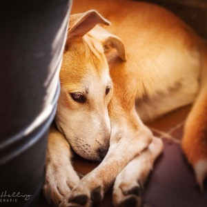 Hundefotografie Susannehelling Mischling