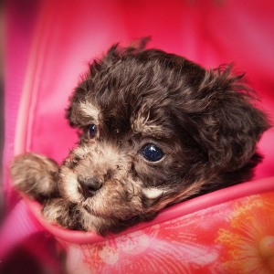 Hundefotografie Susannehelling Welpe