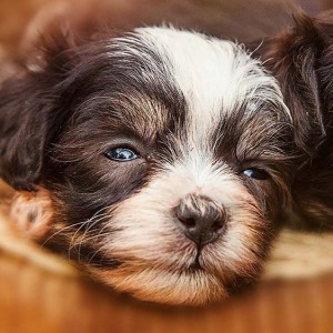 Hundefotografie Susannehelling Welpen