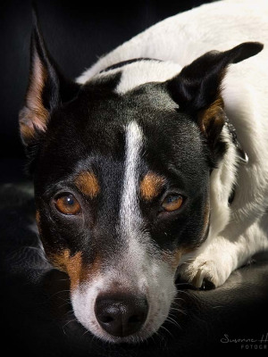 Hundefotografie Susannehelling Jack Russel