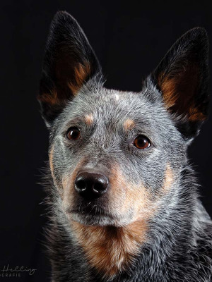 Hundefotografie Susannehelling Cattle dog