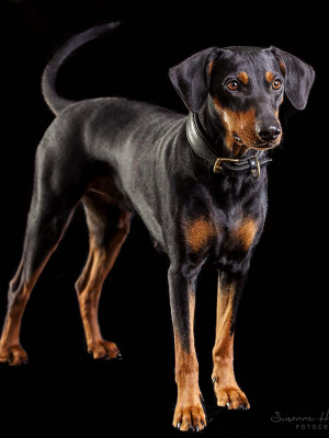 Hundefotografie Susannehelling Pinscher