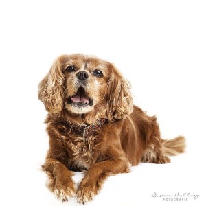 Hundefotografie Susannehelling