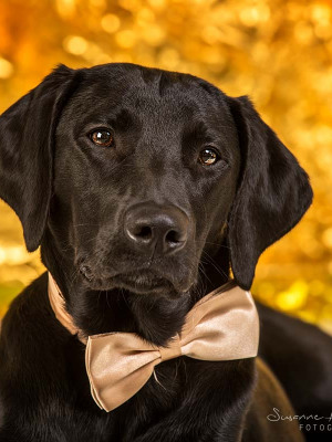 Hundefotografie Susannehelling Labrador