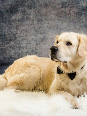 Hundefotografie Susannehelling Golden Retriever