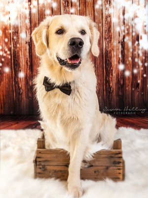 Hundefotografie Susannehelling Labrador