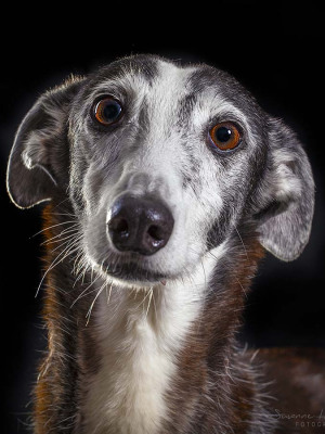 Hundefotografie Susannehelling Galgo