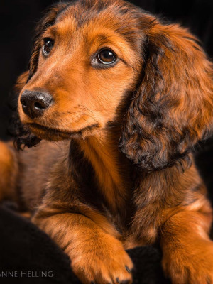 Hundefotografie Susannehelling Dackelwelpe