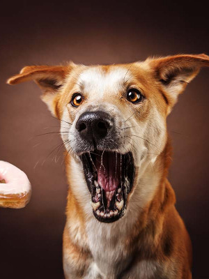 Hundefotografie Susannehelling Mischling