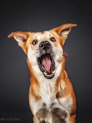 Hundefotografie Susannehelling Mischling