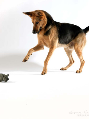 Hundefotografie Susannehelling Schäferhund